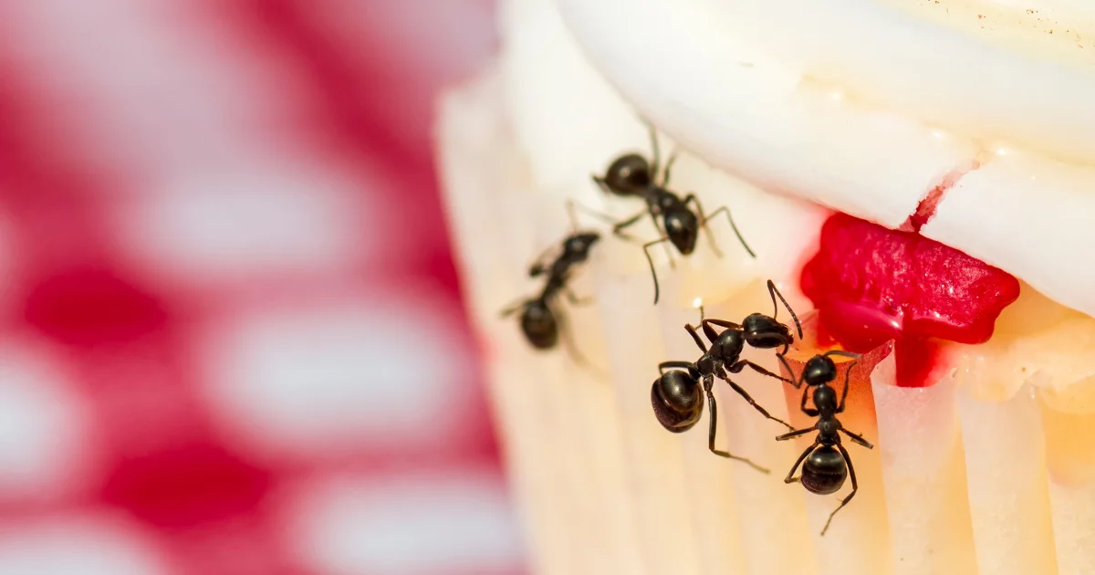 Ant infestation on food -- identification guide for Houston homeowners